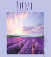 Blühende Lavendelfelder in Südfrankreich - eine Augenweide in Lilatönen!